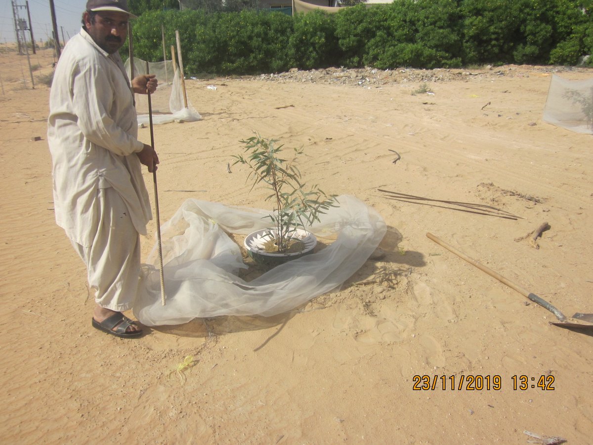 GroasisU's tweet image. Removal of waterboxx (planted 8 months ago) for reuse.