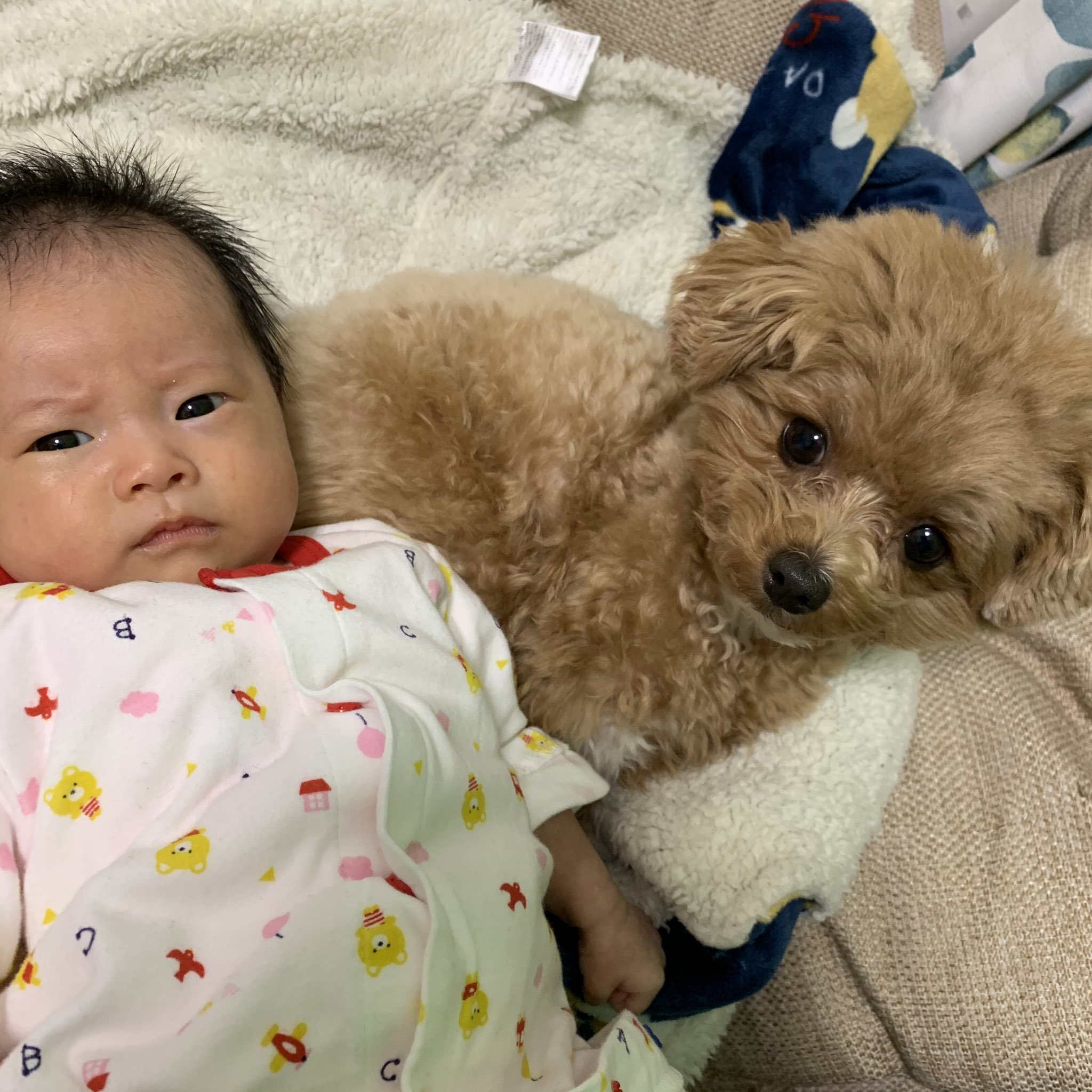 ポメプー ささみ Youtube更新中 ママさん 重いです 無理矢理のツーショットに 眉間のシワがなかなか消えない 怒り気味の新生児とささみ兄さん 犬好きな人と繋がりたい Baby ポメプー ミックス犬 赤ちゃん トイプードル 犬と赤ちゃん