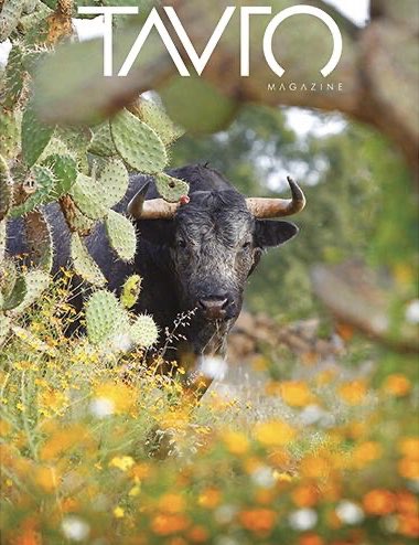 Beto_Murrieta's tweet photo. Impecable edición e interesante contenido en la nueva revista Tauro. ¡Muy recomendable! @rafaelcue https://t.co/Xoj6akJn5G