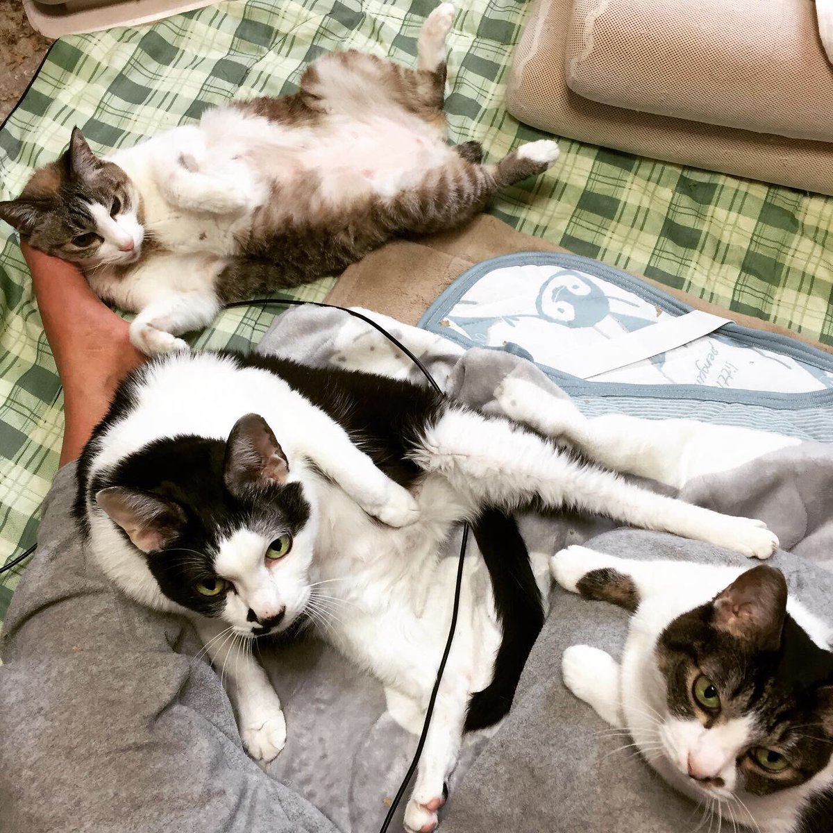 ねこたつ Twitter Search