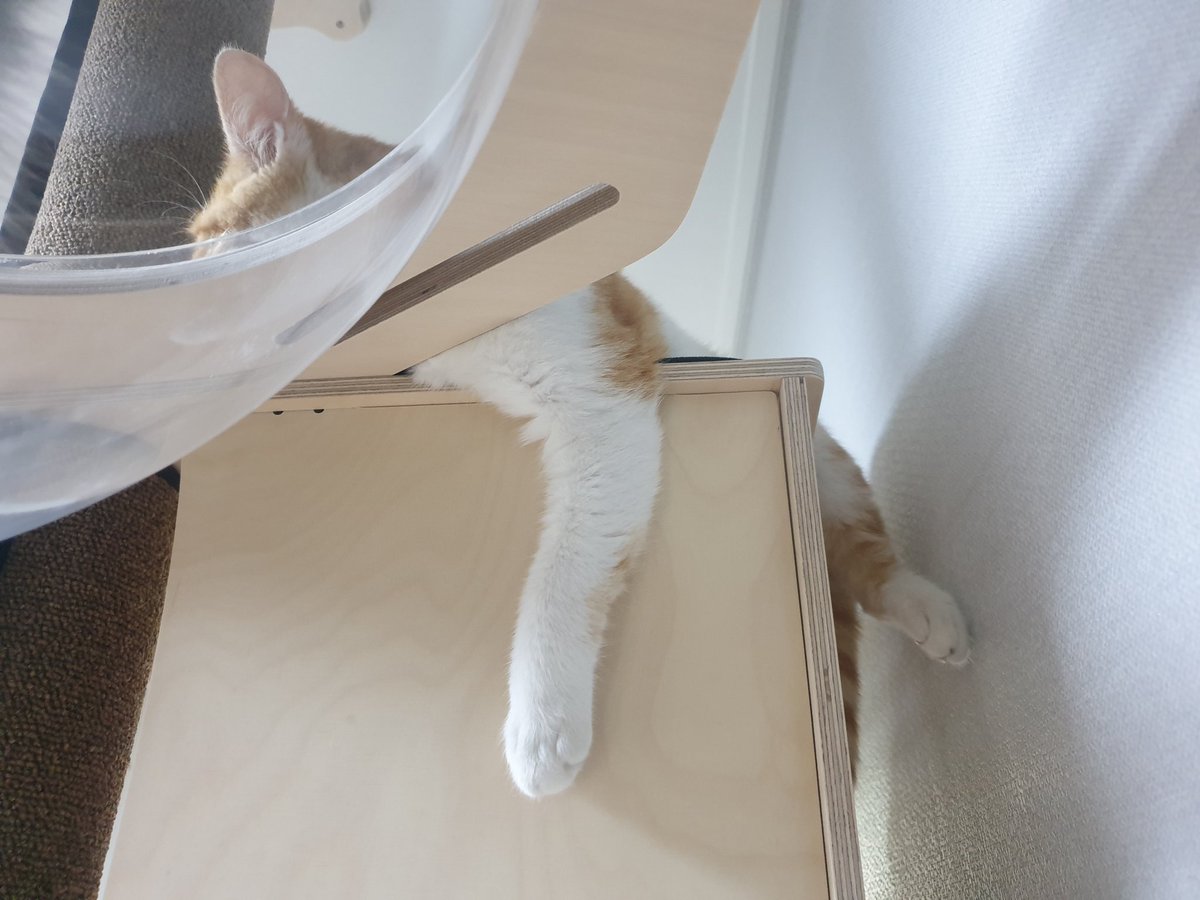 요놈고앵이 아침부터 사라져서(물론집안에서) 한참 찾았다..
오빠방 옷장 밑 끝부분에 숨어있었음....😌