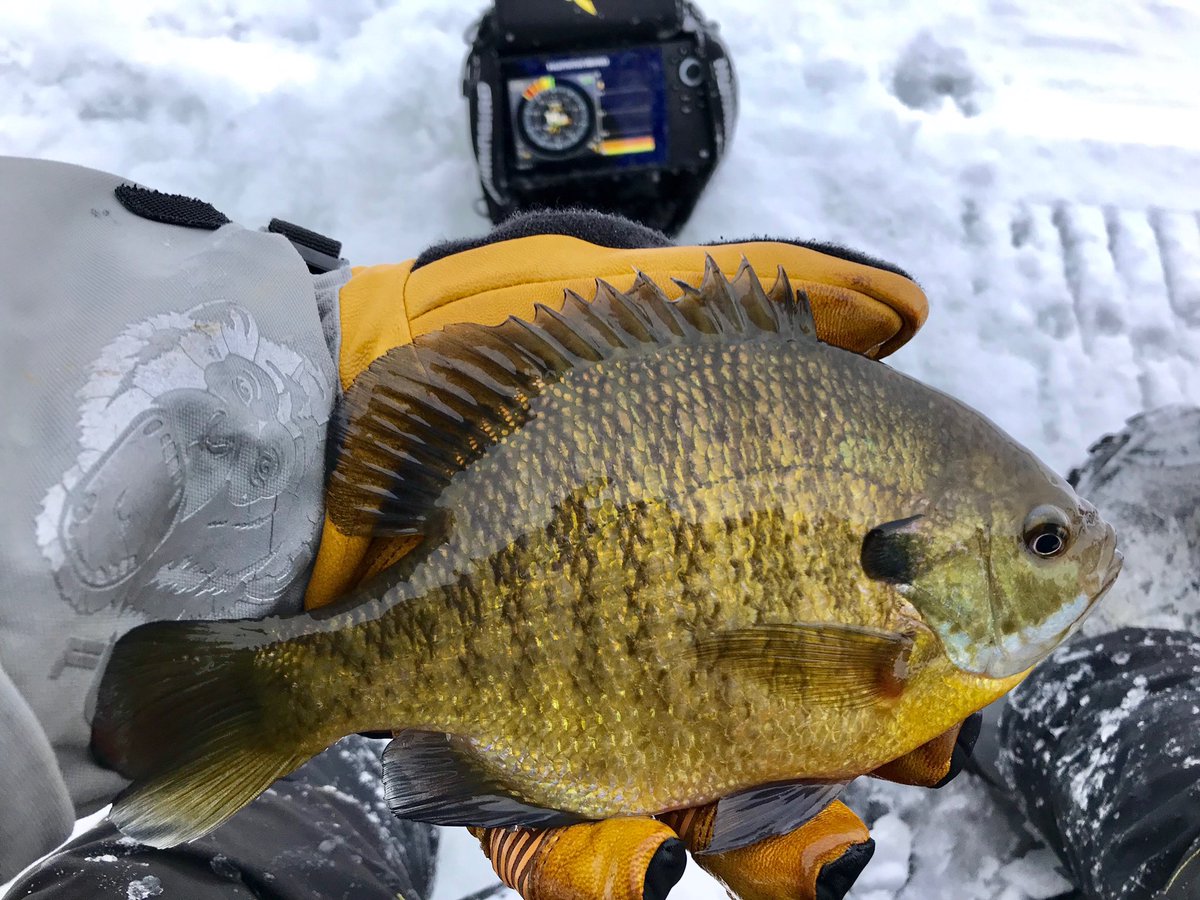 brobull's tweet image. Part 2🥶🎣
“ Bull Bluegills,  are a small fish that’s bigger than another small fish.” 

“Catch a Bluegill in a Yeti Mit “ #FishMonkey Yeti Mittens &amp;amp; Gloves
 “Find your Bluegill Gold” 
#Humminbird Helix Ice Fishing Units 
 Good Luck Anglers  @FishMonkeyGear @HumminbirdFish Bro