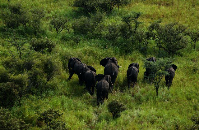 VisitSouthSudan's tweet photo. 📍Nimule National Park #MySouthSudan https://t.co/tsg1pn9sK3