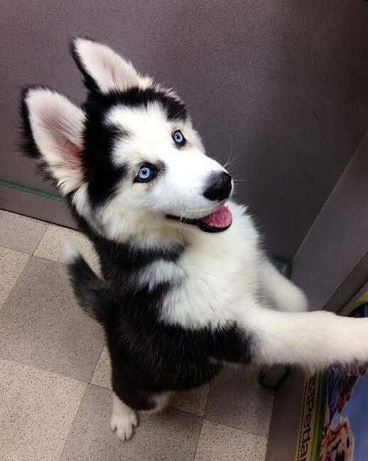 CapitalHusky's tweet photo. Knock knock .
Follow @husky.capital .
.
.
.
.
#huskydaily #husky  #huskyoftheday #huskyofinstagram #huskylife🐾 #huskylifestyle #huskypuppy #husky❤️ #huskydog #huskydailycentral #huskycute #huskypup #huskylover #huskylove #huskyheaven #siberianhusky #… https://t.co/LW5rbfS3mB https://t.co/CyUcp98Z9l