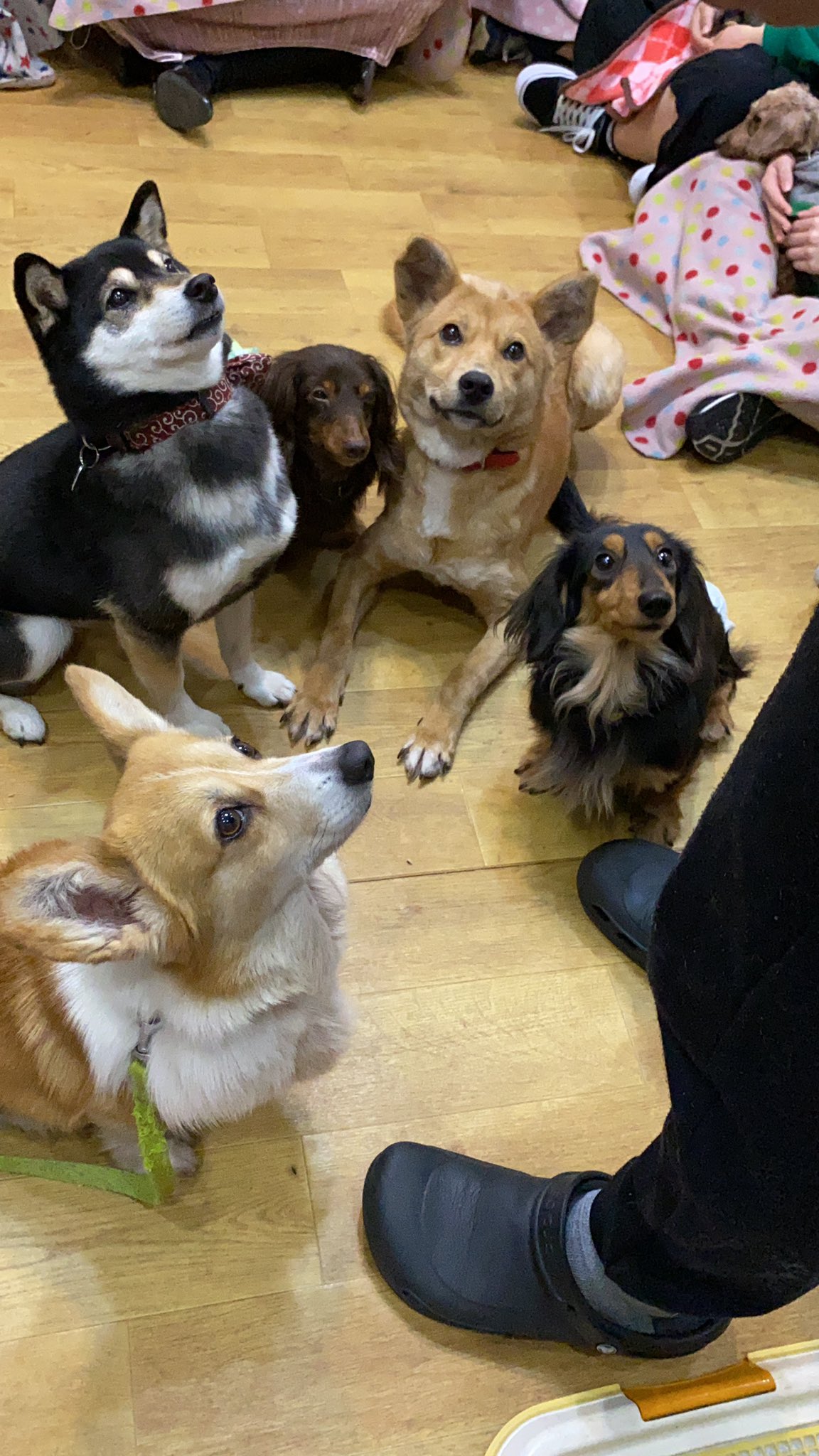 Snsボランティア 今日もオープンしております みんなの視線の先には 年1月から日曜日も定休日になっております 上から ルナ店長 ミニチュアダックスフンド ミクくん 柴犬mix たくよちゃん ミニチュアダックスフンド ハプ子ちゃん