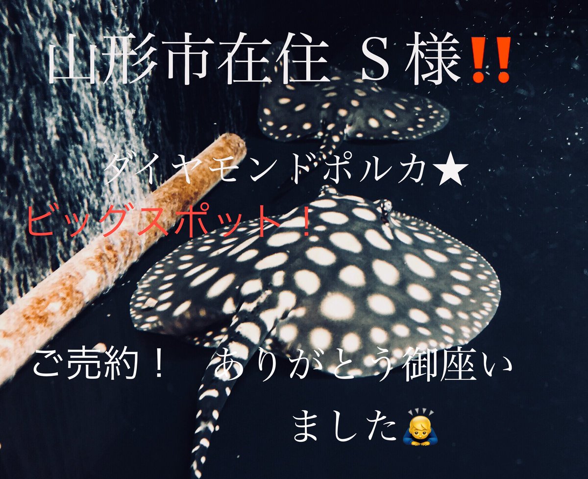 ｓａｎ ｓ 山形市 ｓ様 ダイヤモンドポルカ ビッグスポット ソッコーご売約ありがとうございます その他hb スティングレー限定入荷しました 円盤15 18センチ 中々 綺麗です おとひめok ダイヤモンドポルカドットスティングレー