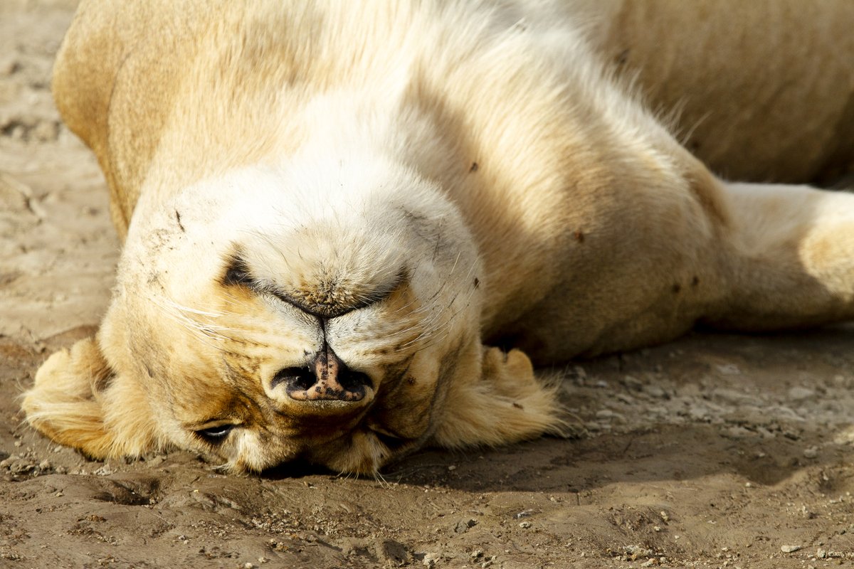 andbeyondtravel's tweet photo. "Nothing quite sleeps like a lion" - andBeyond guest at @Serengeti Under Canvas, Serengeti National Park, Tanzania. Taken by @MesshamPhoto 
 #andBeyondtravel #WILDwatch #luxurytravel #luxurysafari#wildlifephotography #caturday https://t.co/TagzfPw1pz