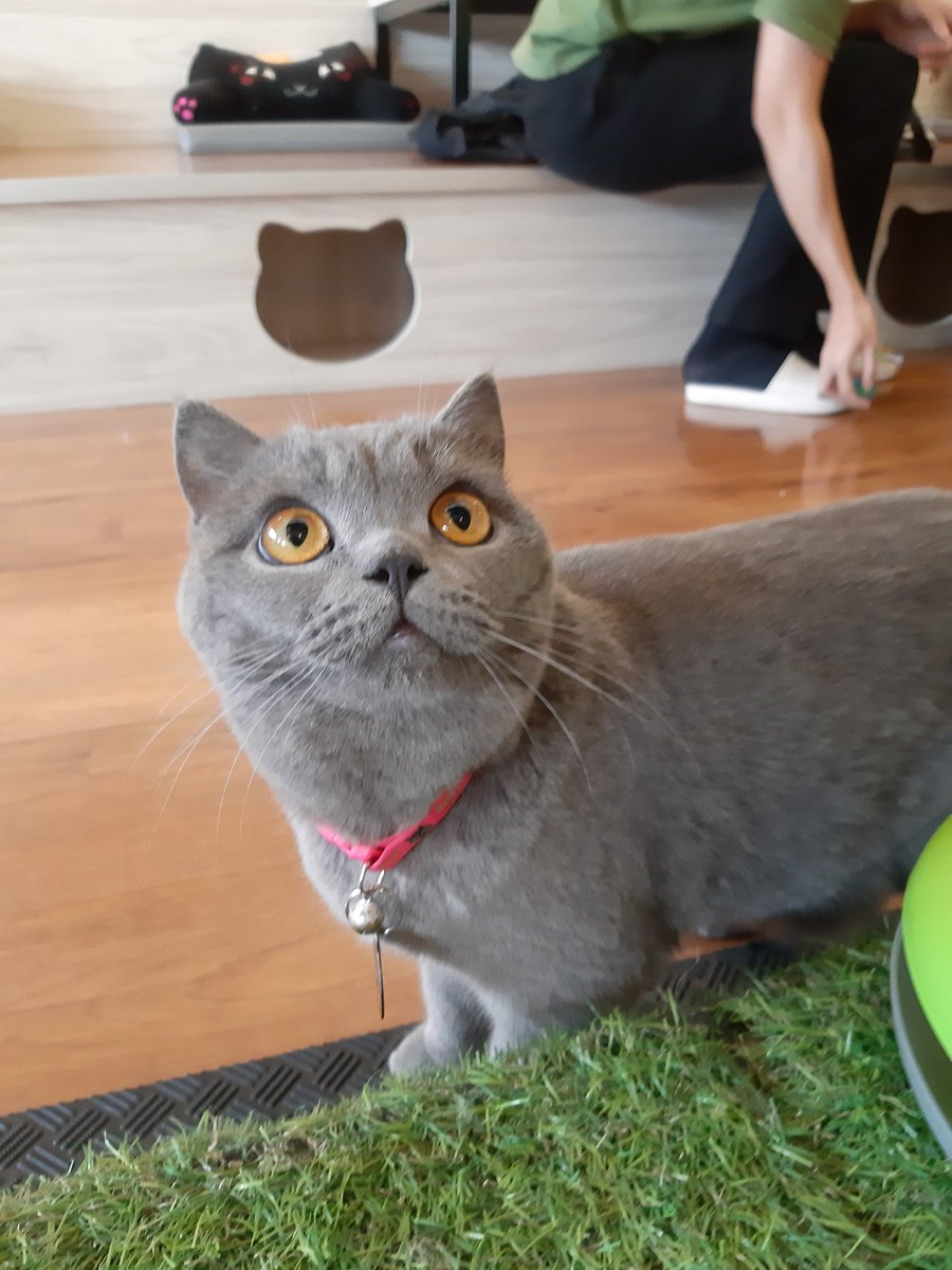 wanitasableng90's tweet photo. Kucing-kucing menggemaskan
#cafekucing https://t.co/1DpwEIUMOo
