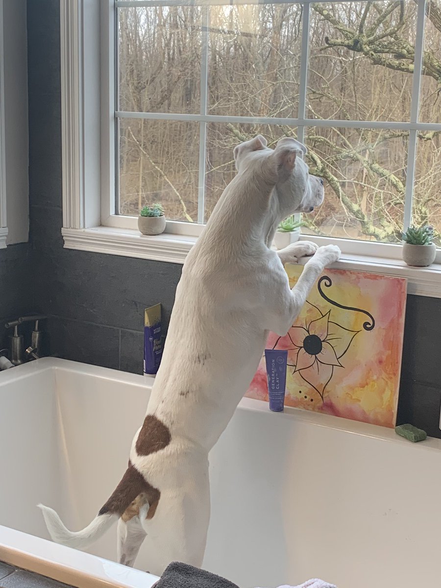 I guess the view from the bathtub is better#pit bull