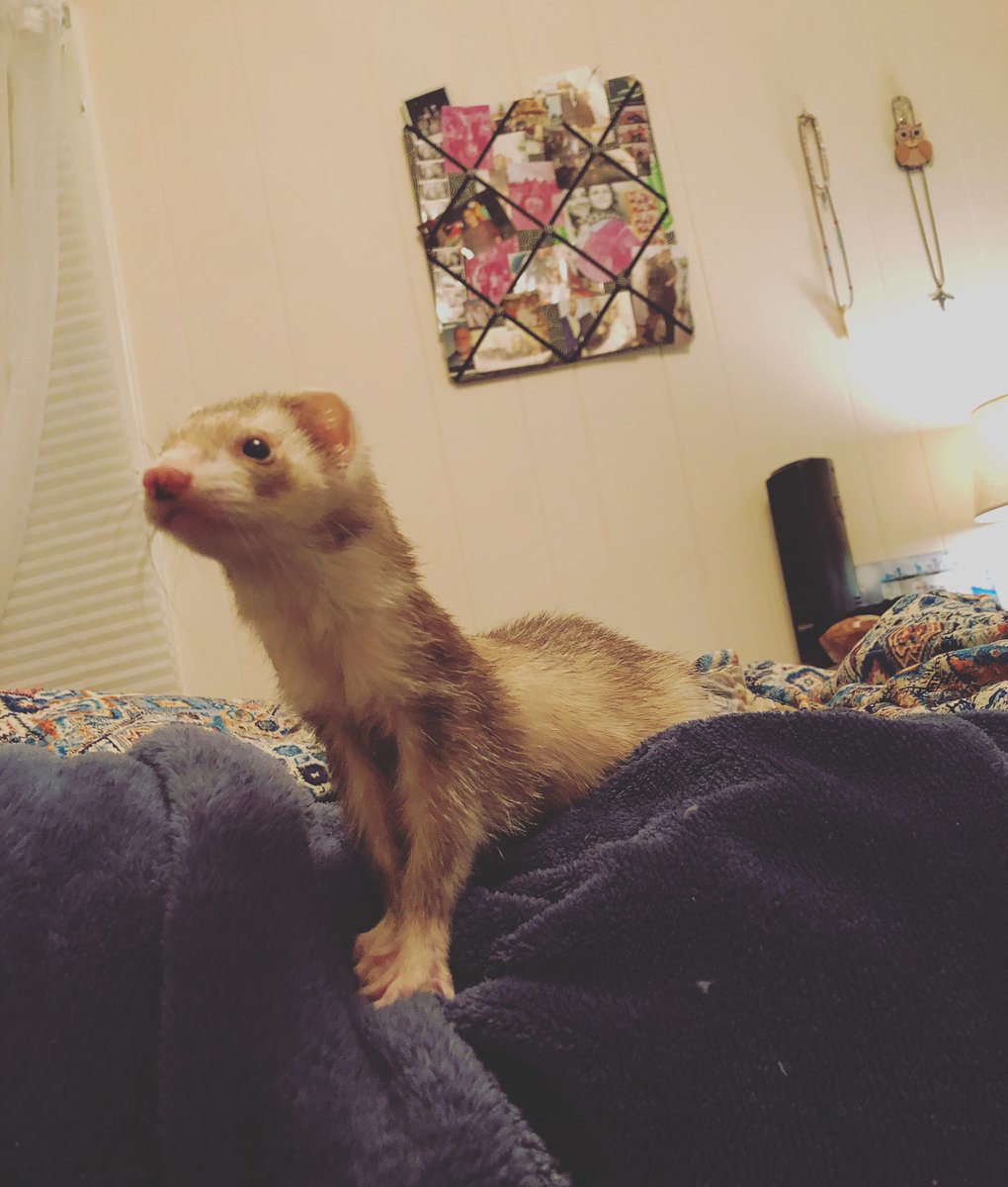 chelofastora's tweet photo. wishing u a happy saturday #ferret #stinkygorl #wiggle #catsnake #idontknowwhatimdoing #butimhavingfun #stankdoodle https://t.co/8Ltcctalil