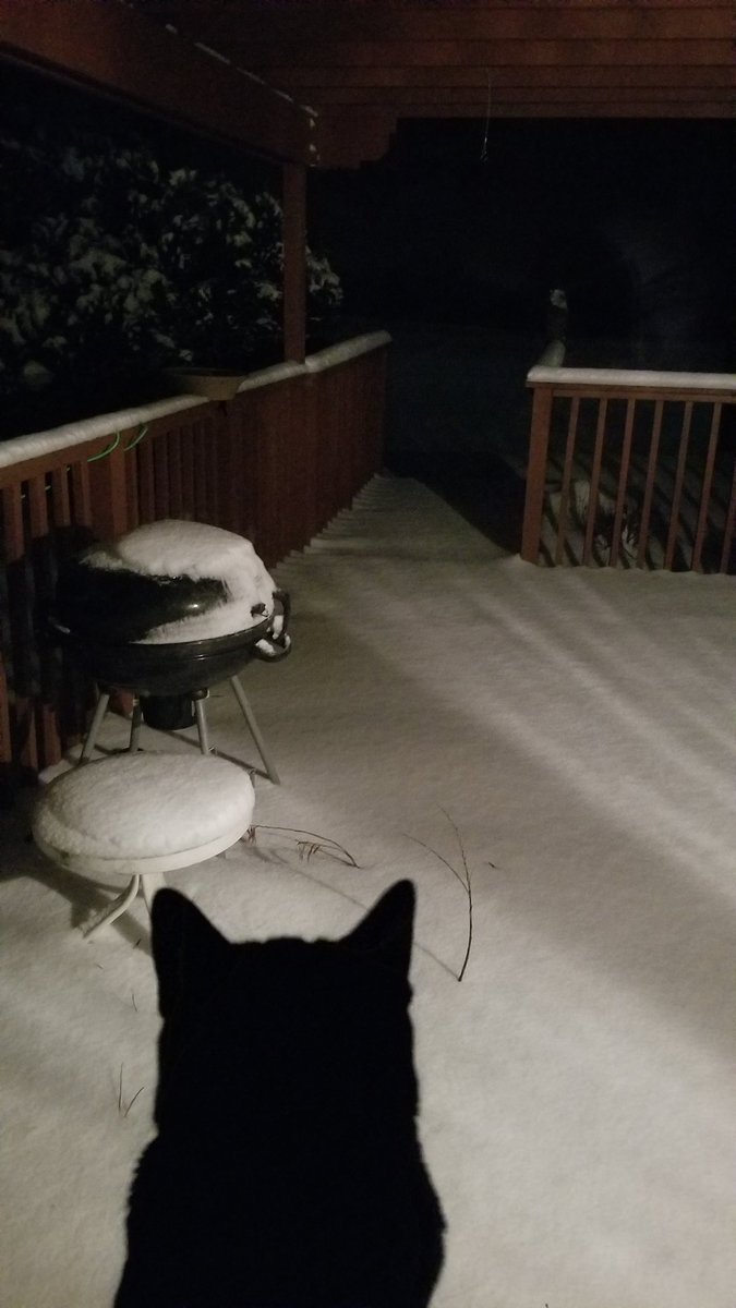 vintagepix's tweet photo. #Caturday morning 5 am: @yourevilcats made me get out of bed and shovel snow off the #BirdfeederTV set. Bonus behind-the-scenes photos! The Ninja is not sure what to do with the cold white stuff that I tracked in. #CatsOfTwitter #BlackCat #wiwx https://t.co/wy405KAJCK