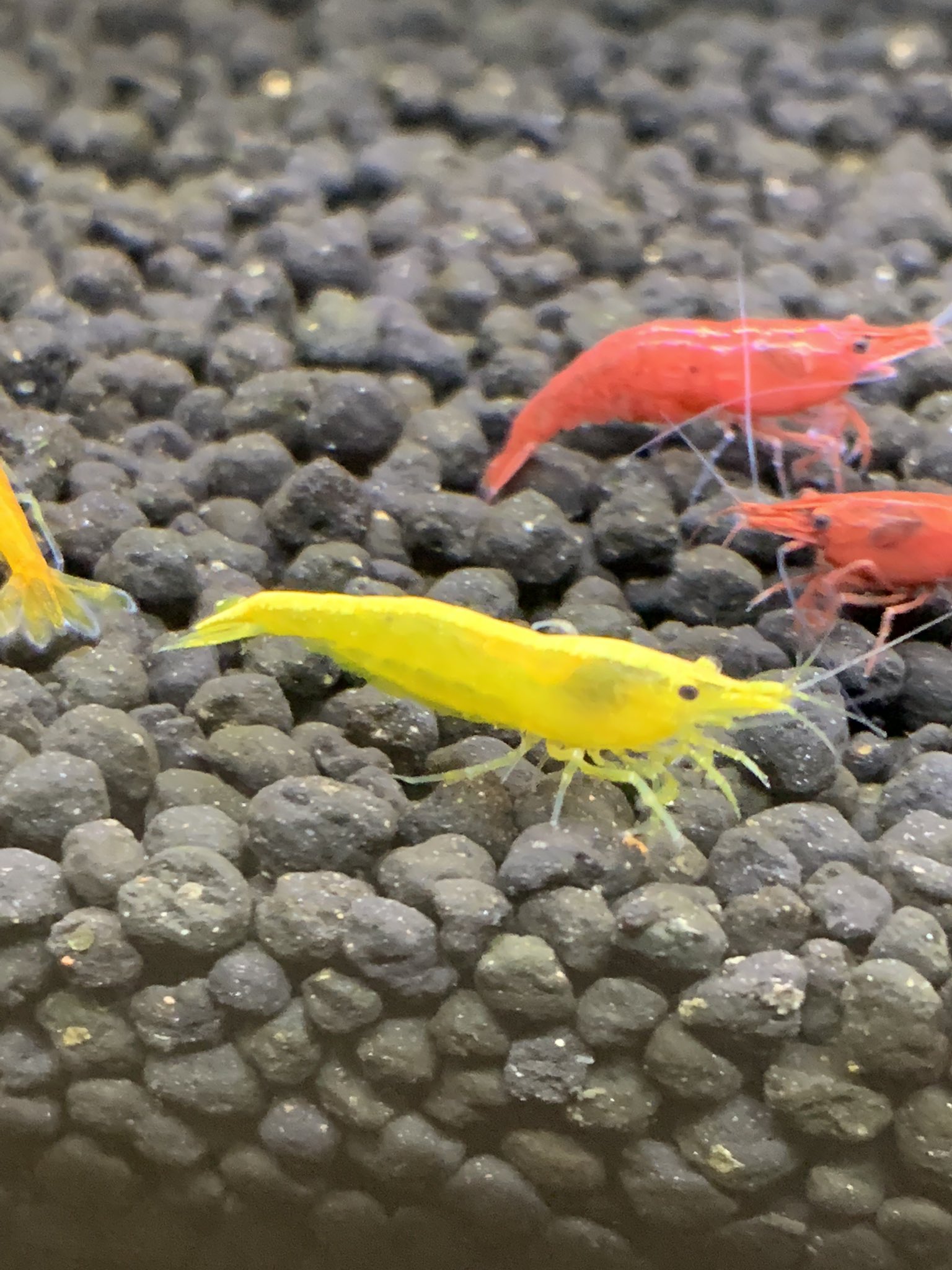 赤木メダカ この病気 と寄生虫はなんでしょうか ベルベットブルーシュリンプ 背中あたりが赤くなっている イエローチェリーシュリンプ 背中あたりにうねうねしたミズミミズみたいなのが付いている ヒルミミズ 詳しい方教えて下さい