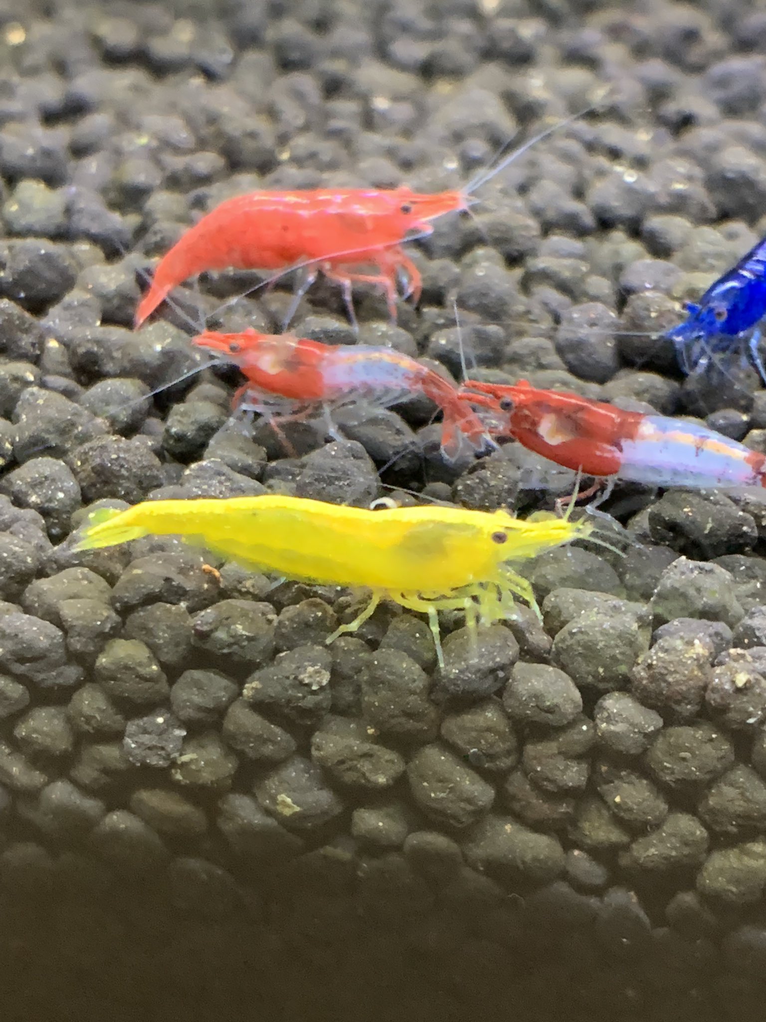 赤木メダカ この病気 と寄生虫はなんでしょうか ベルベットブルーシュリンプ 背中あたりが赤くなっている イエローチェリーシュリンプ 背中あたりにうねうねしたミズミミズみたいなのが付いている ヒルミミズ 詳しい方教えて下さい