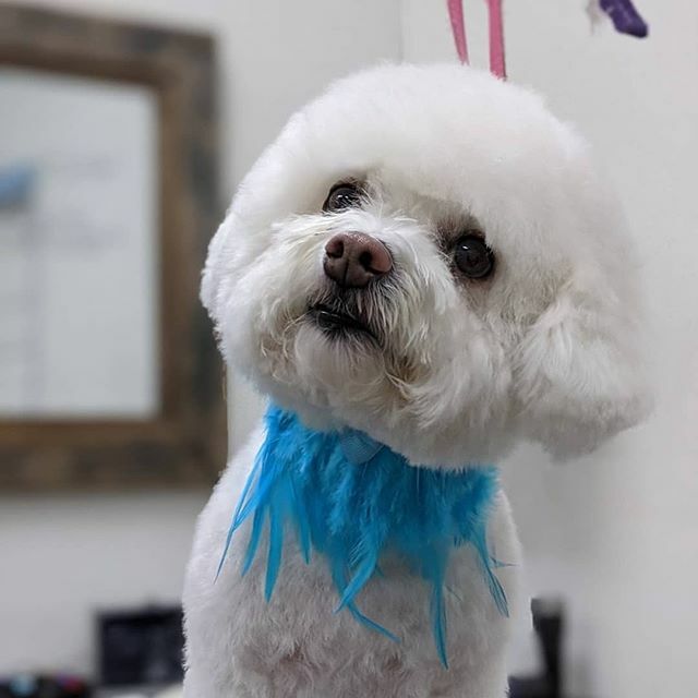 CrossRdsCampus's tweet photo. Leia was living her best life during her spa day at Crossroads! #GroomingWithAPurpose #CutestClients https://t.co/yaaKBEWjnS https://t.co/JK6Crmb11W