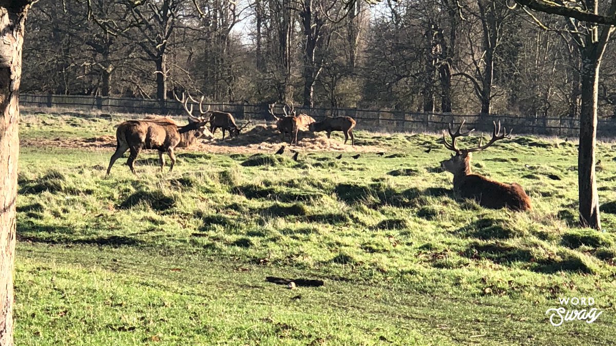 Getting close to nature on this beautiful sunny Saturday #BushyPark while waiting for my daughter’s netball match to start <a href="/LEHSport/">LEHSport</a>
