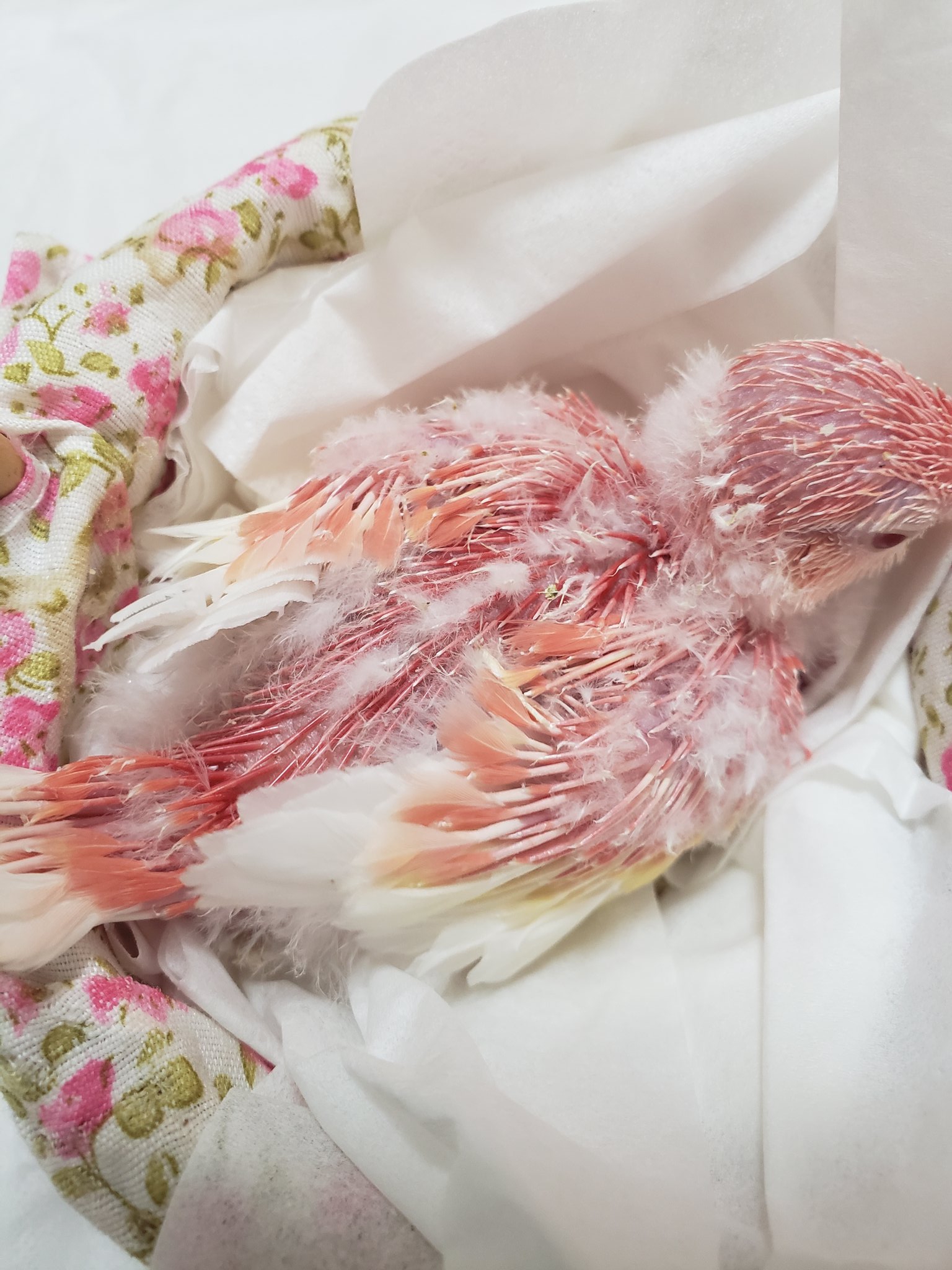 アキクサインコルビノー Twitter Search Twitter
