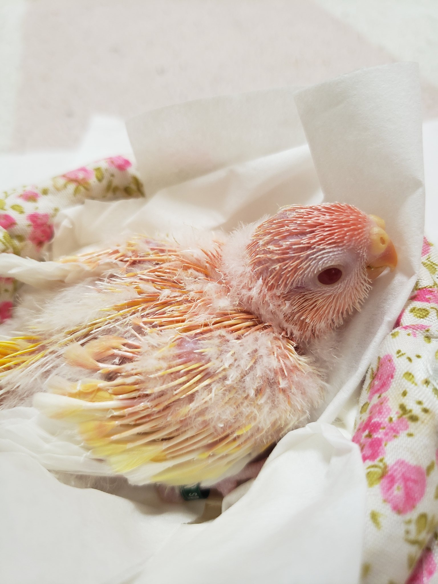 アキクサインコルビノー Twitter Search Twitter
