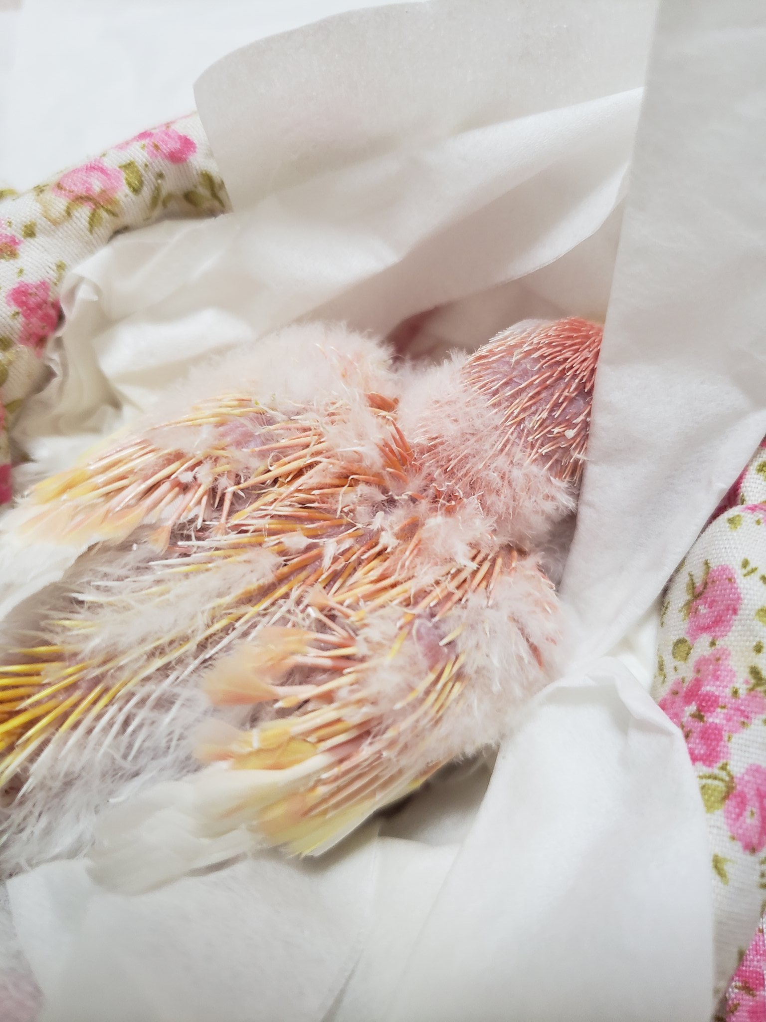 アキクサインコルビノー Twitter Search Twitter