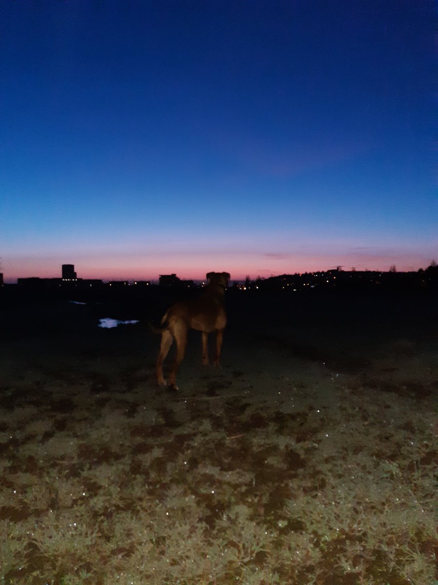 mereddl's tweet photo. Ali yn mwynhau y wawr dros Penarth. Enjoying the view - early morning dog walk #rowingdad https://t.co/nF8owiMREm