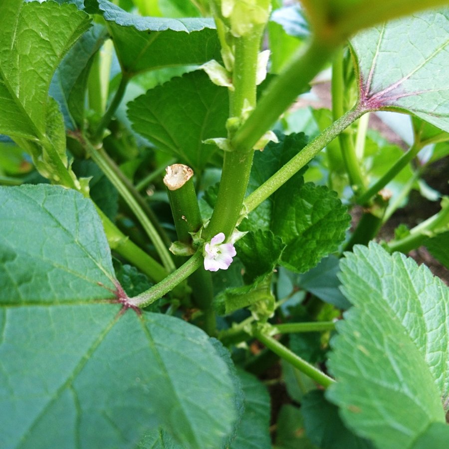 Sh Nina おかのりの花 初夏にも咲いてたけど 咲く条件が解らない めっちゃ咲く めっちゃ種できる ので結構頻繁に三分の一の背丈まで収穫してるけどすぐ元に戻る 花は小指の爪程の小ささ 二枚目は苗からの地植え 三枚目は種からのプランター栽培