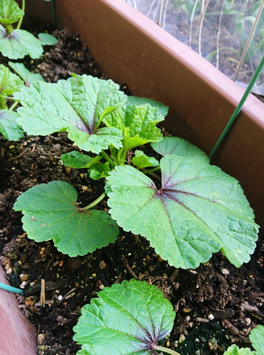 Sh Nina おかのりの花 初夏にも咲いてたけど 咲く条件が解らない めっちゃ咲く めっちゃ種できる ので結構頻繁に三分の一の背丈まで収穫してるけどすぐ元に戻る 花は小指の爪程の小ささ 二枚目は苗からの地植え 三枚目は種からのプランター栽培