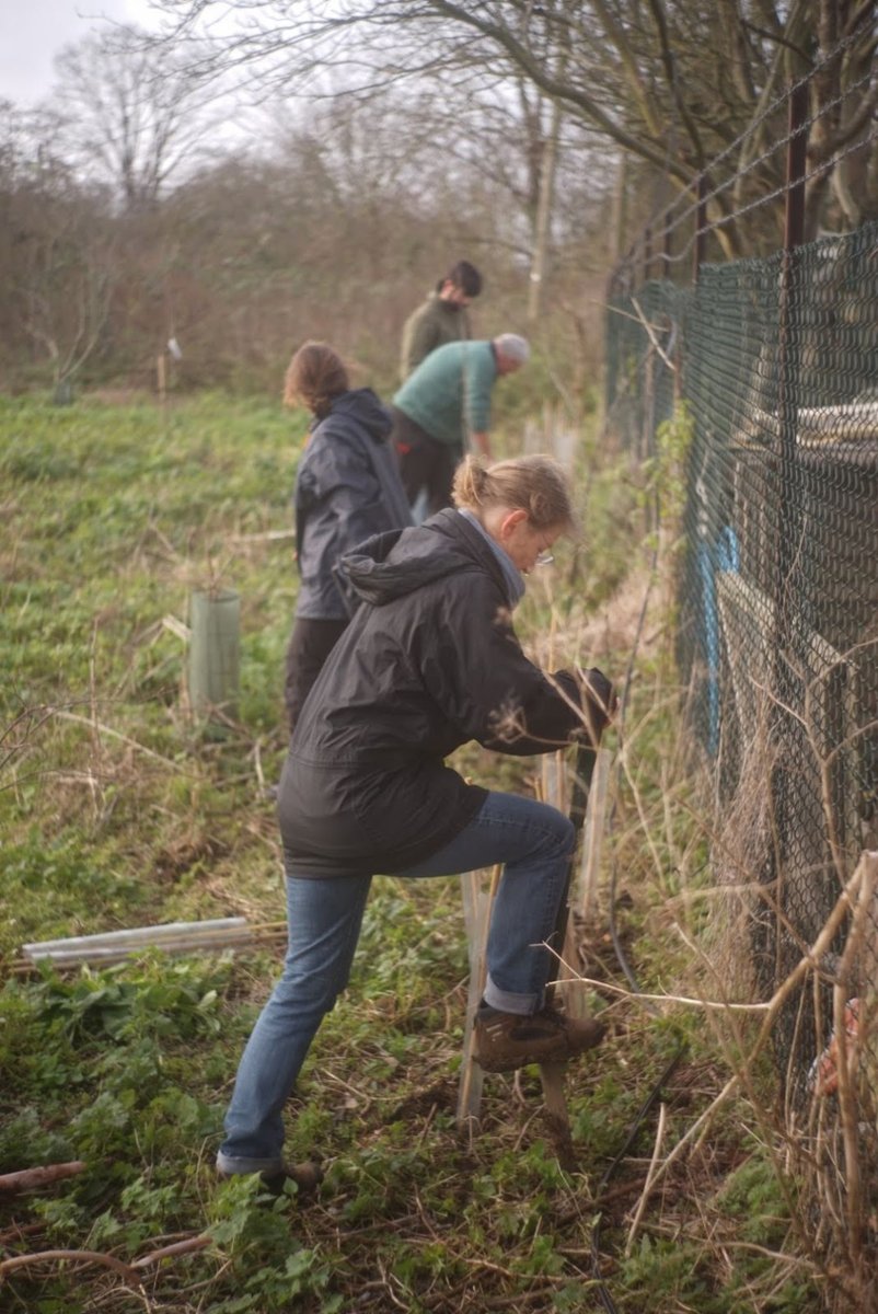 16 volunteers made light work of 180 new plants, giving us an excellent take-off into the new year. Thank you!
See article for details of forthcoming events.
#HANGOT #PUBLICORCHARDS orchardtrail.wordpress.com/2020/01/18/we-…