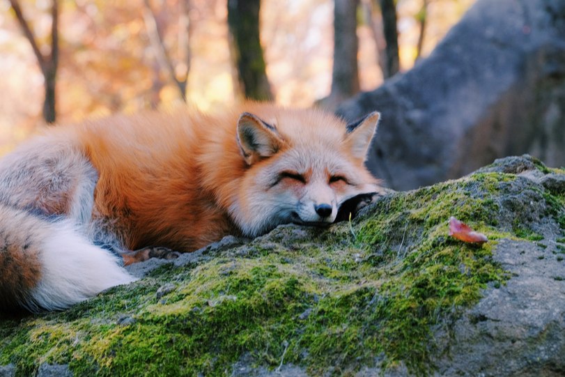 Fluffy fox. Лиса. Красивая лисица. Пушистая лиса. Рыжая лиса.
