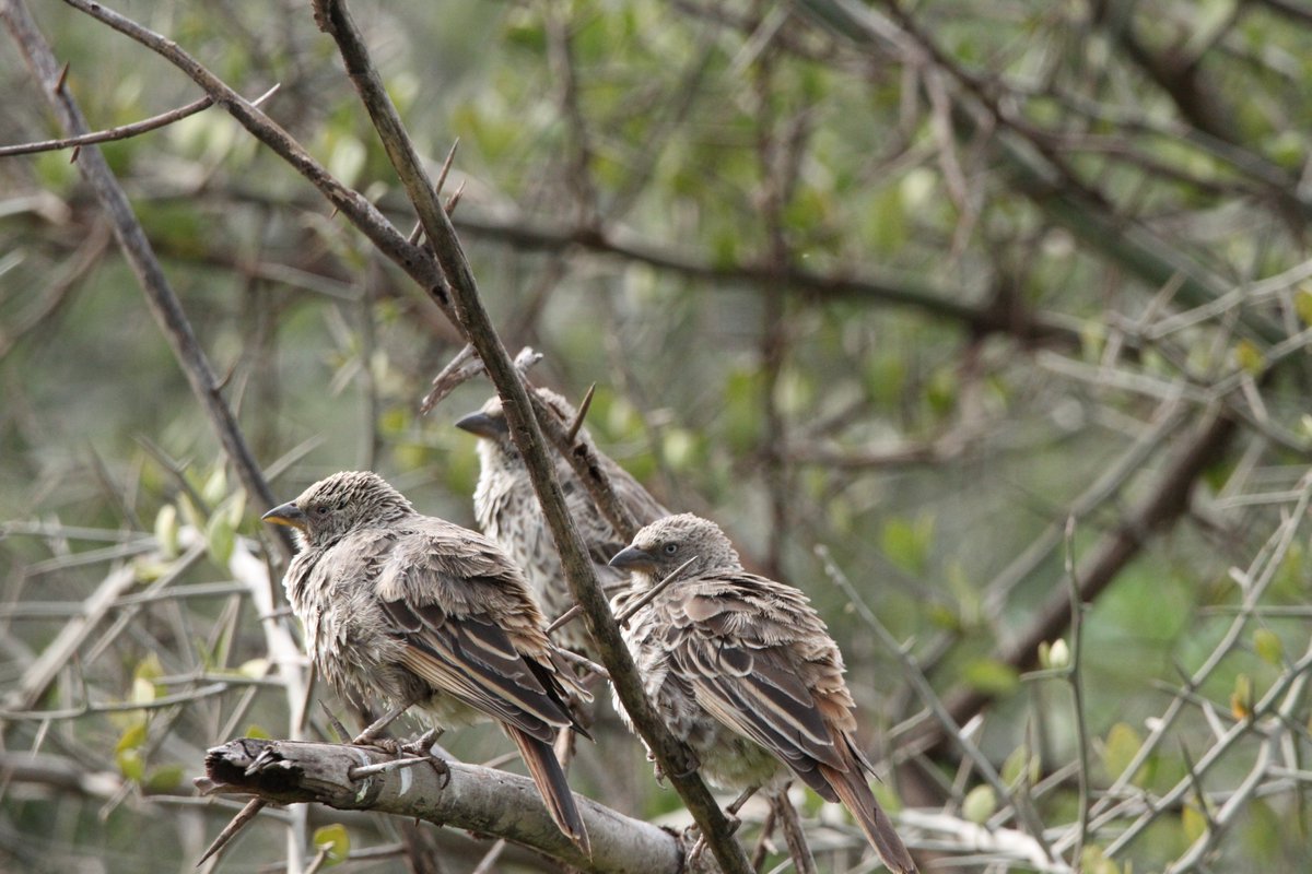 Birding In Tanzania for endemics.