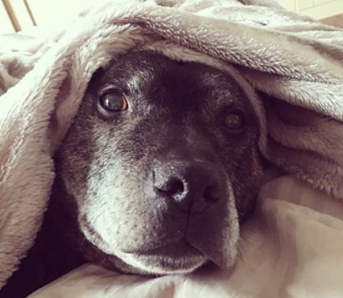 #staffysaturday The joys of dog fostering - new on the blog! thewhitediaries.com/the-joys-of-do… #lovedogs #AdoptDontShop