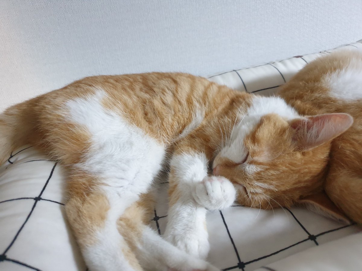 둘이 같이 낮잠자요💤