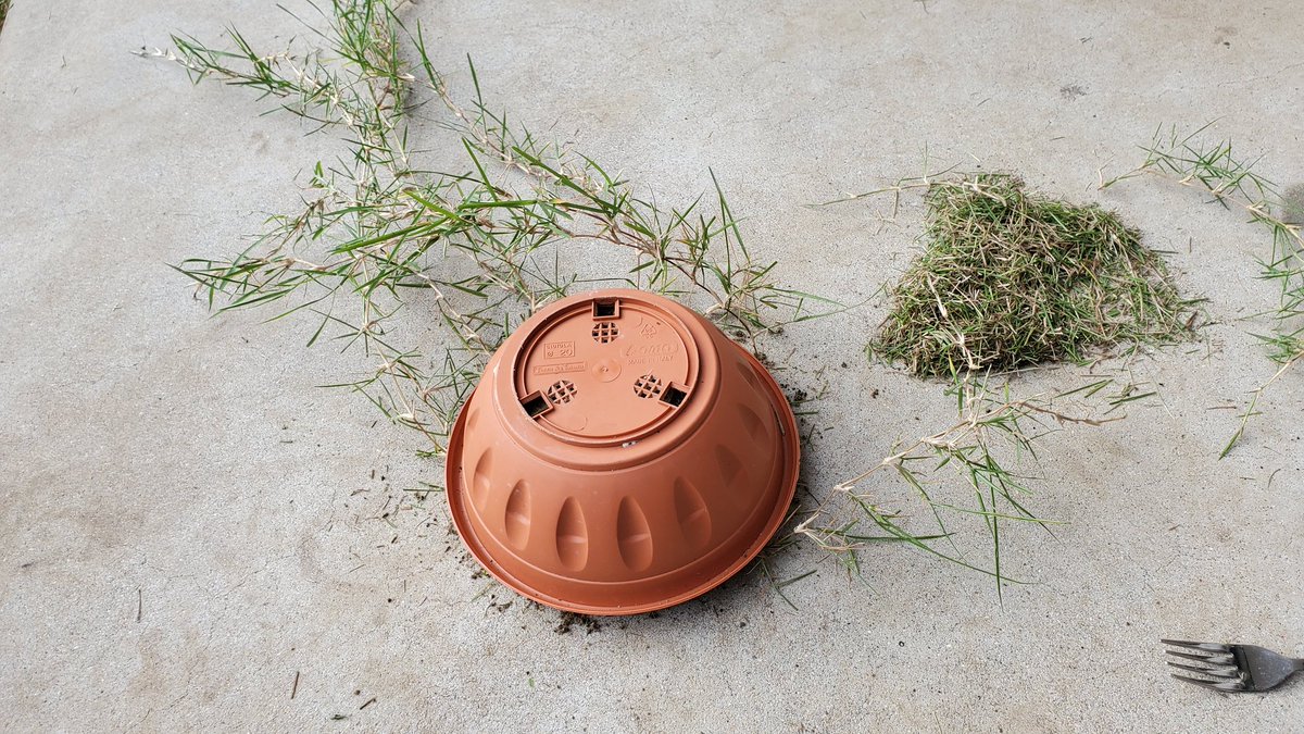 つりきっぷのガーデニング奮闘日記 1 18本日の豆芝 オープン 底が根だけで5ミリほどの厚み 放置しすぎた 大きい鉢に植え替えるから 元気に育ってくれ 芝生 豆芝 鉢植え 根 植え替え 鉢 7号 ビニールハウス 温室