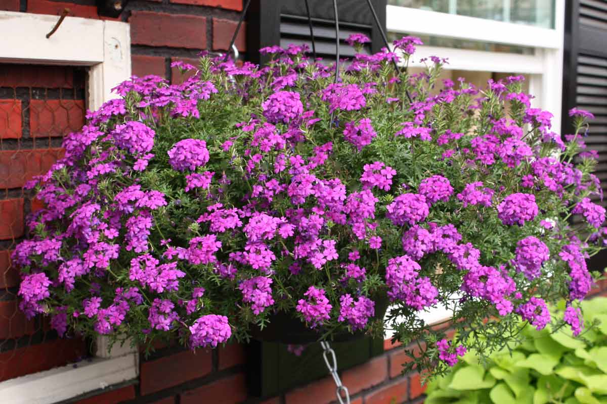 Verbena Quartz Mixed F1 Flower Plants £ 13.95 From Mr Fothergills Seeds Verbena