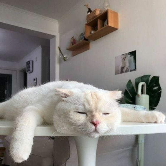 imyourwanderer's tweet photo. same energy ฉันก็น้วยจนเปื่อย https://t.co/uxYLyQIJ5X