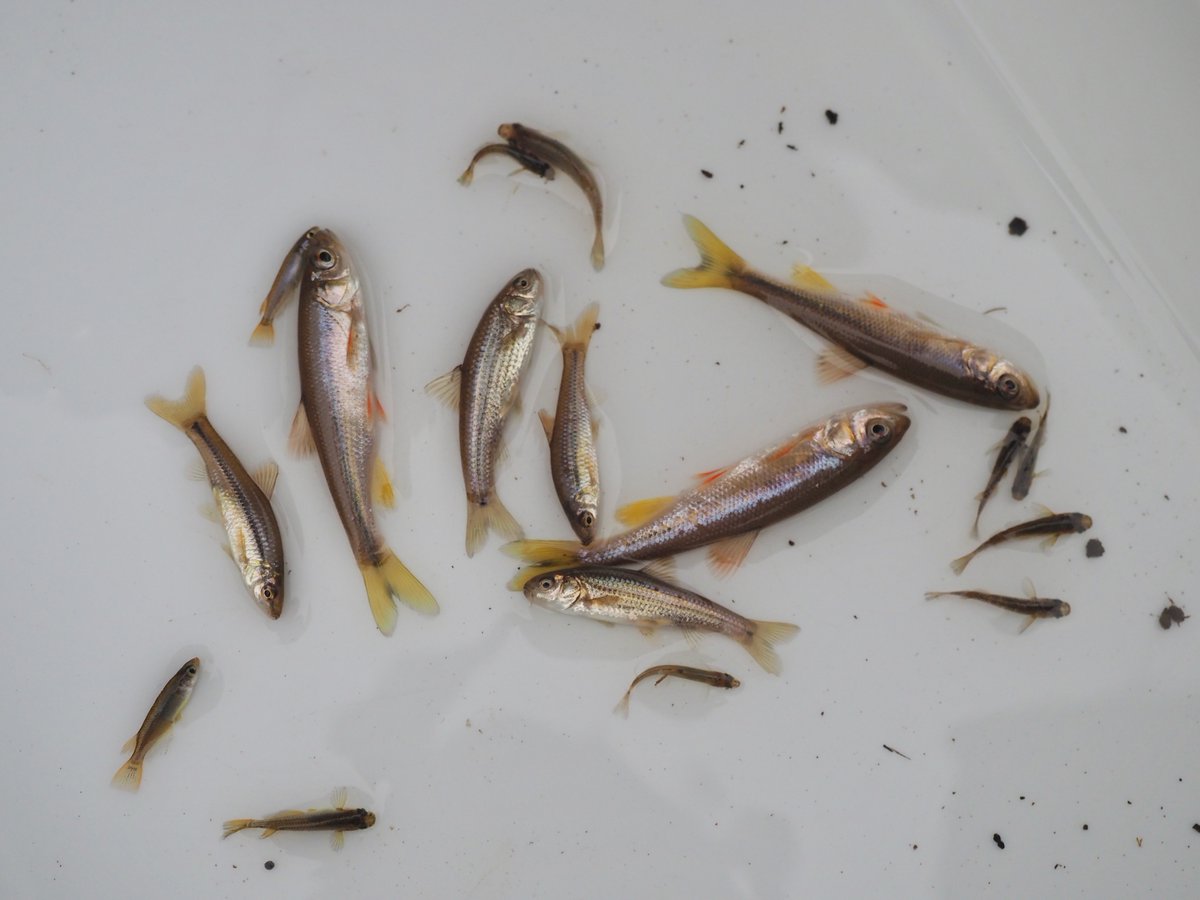 たいち 今日は那珂川 涸沼川水系の行ったことないところで調査した 冬の魚って婚姻色こそ出てないけど 冬ならではの綺麗さがあるよね 茨城の淡水魚