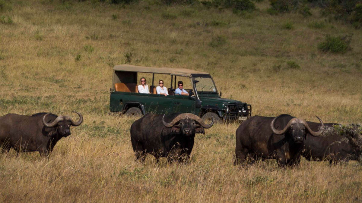The Safari & Conservation Co. tweet media