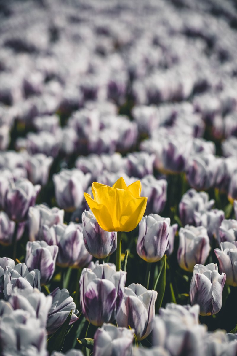 Het is vandaag Nationale Tulpendag! Wist je dat er zelfs een officiële Nikon tulp bestaat, in de herkenbare gele Nikon kleur? 📷 Foto door mister_and_misses_travel (Instagram). Nikon D7200 | 102mm | f/5.6 | 1/1600 sec | ISO 100.