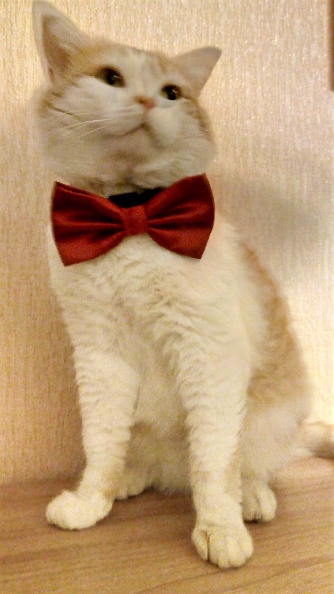 Кот Малыш желает 1 место с призом 3000$ на SEO-конкурсе ВSEOБЪЕМЛЮЩИЙ MAULTALK - seosmm.moscow  #конкурс #seo #ruseo #it #retweet #кошки