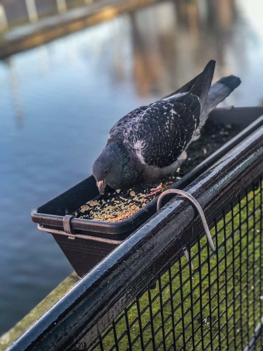 Breakfast date with my mate Jake! 💚#govegan #friendsnotfood #challenge22