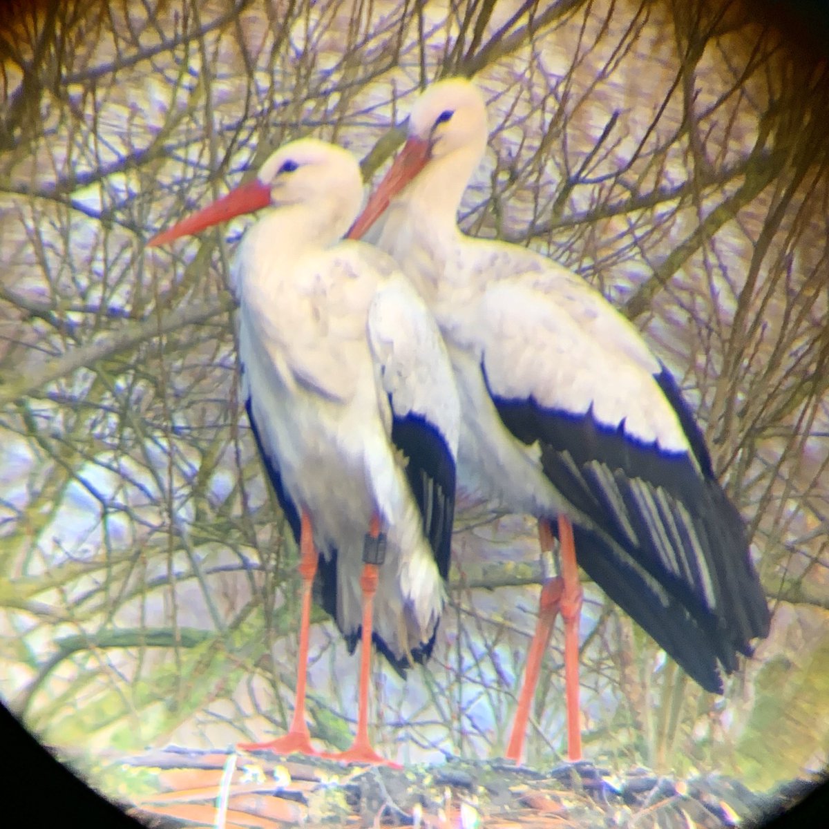 BijwaardIH's tweet photo. @vogelnieuws Een mooiere start van de #wintertelling #ooievaars kon ik me niet wensen: ‘ons’ paartje (leve de #ringnummers) samen terug op het nest in onze tuin #RottigeMeente . Maanden vroeger dan anders @waarneming @beleefdelente @Sovon https://t.co/lQEoZmQZio