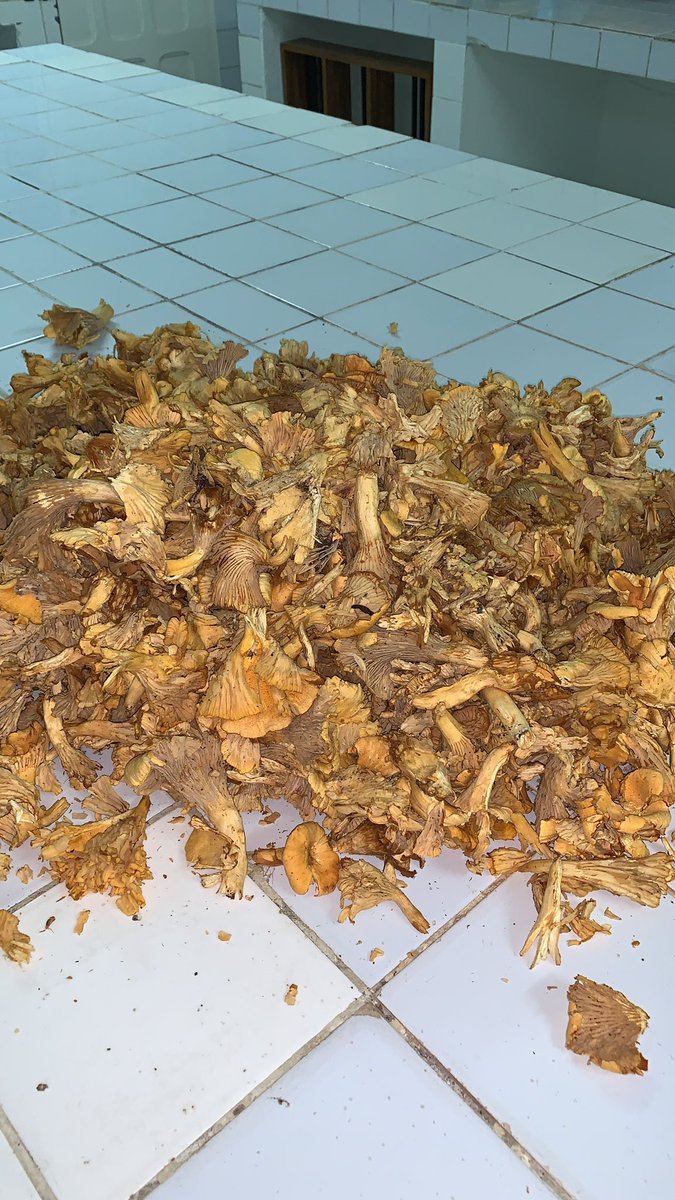 Pourquoi acheter les girolles de France à 42.900 FCFA / kg quand on a des tons et des tons dans la forêt de l’Ogooué Ivindo? J’ai reçu le trésor à droit hier depuis Makokou! Qu’on aide nos populations à valoriser les produits forestiers non ligneux!!