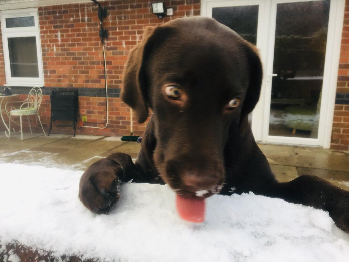 benwimbushSCORD's tweet photo. @_Off_Piste_ @RoloWimbush Lol he's a little tinker is #rolowimbush &amp; loves the snow #1stsnowever #chocolatelab #puppy #assistancedog In training via #dogaid for #benwimbushSCORD #tetraplegic #wheelchairuser #paralysed #enjoylife #getonwithit 💚#Ben #dogsoftwitter #dogs #dogwithajob #servicedog #puppy #pup https://t.co/o16DUgmXr8