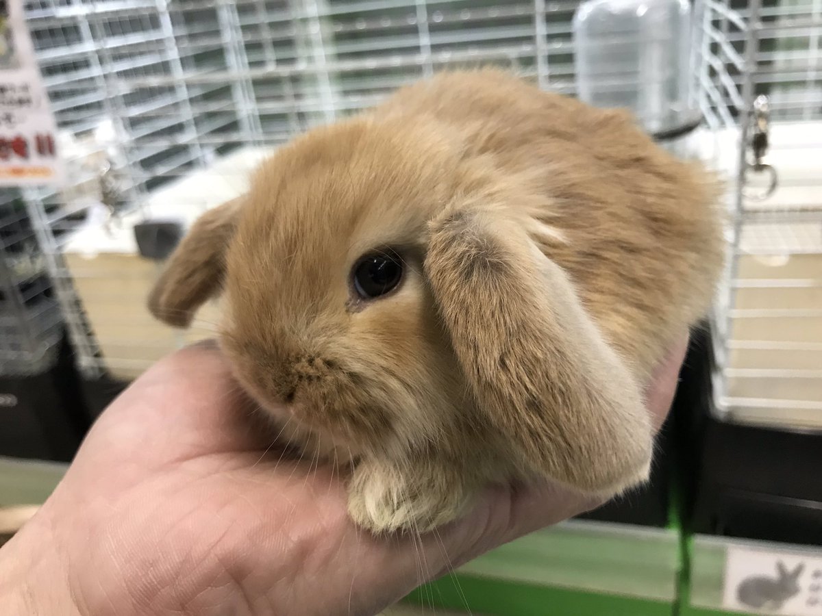 Aqua Animal Freedom アクア アニマル フリーダム ウサギ入荷してます ネザーランドオレンジ ロップイヤーは本日から販売 グレーの子は25日からの販売予定になります ネザーランドドワーフ ネザーランドドワーフオレンジ ネザーランドドワーフ