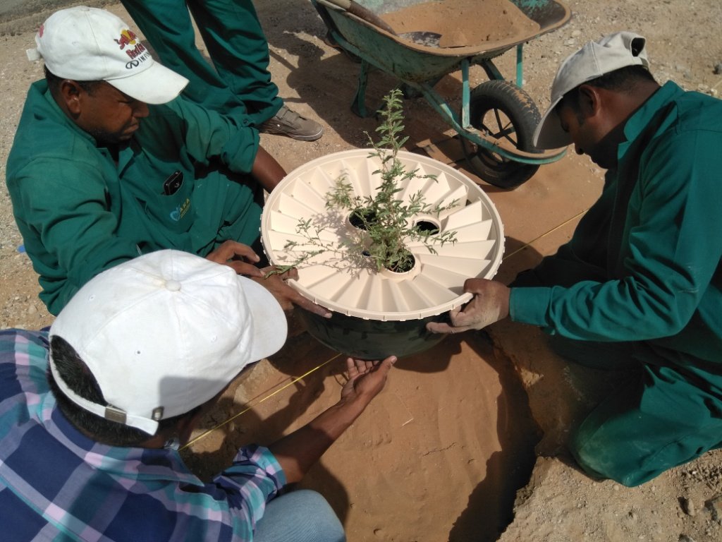 GroasisU's tweet image. #sustainabe #ghaftree planting with #groasisu #waterboxx in Al Wagan #AlAin #AbuDhabi #UAE with #watersaving #irrigation technology
