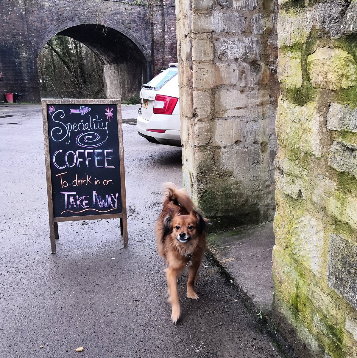 Owner Clair's dog 'Rusty' helped opening The Felt Cafe this morning and brought his favourite dog treats...

#dogfriendlycafe #feltcafebrimscombe #dogtreats