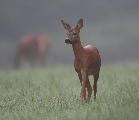 Oisterwijk Nieuws tweet media