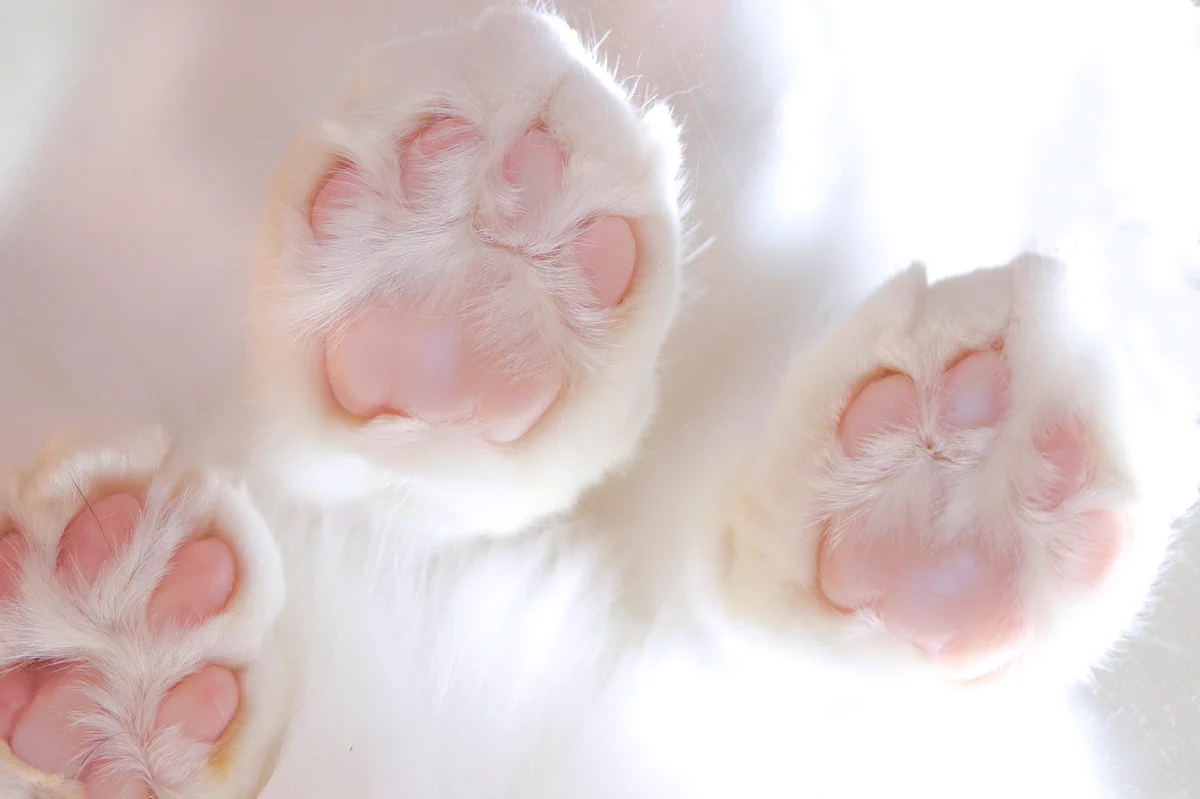 ぷよぷよグミみたい..猫に肉球を下から見た姿が神々しくて話題に