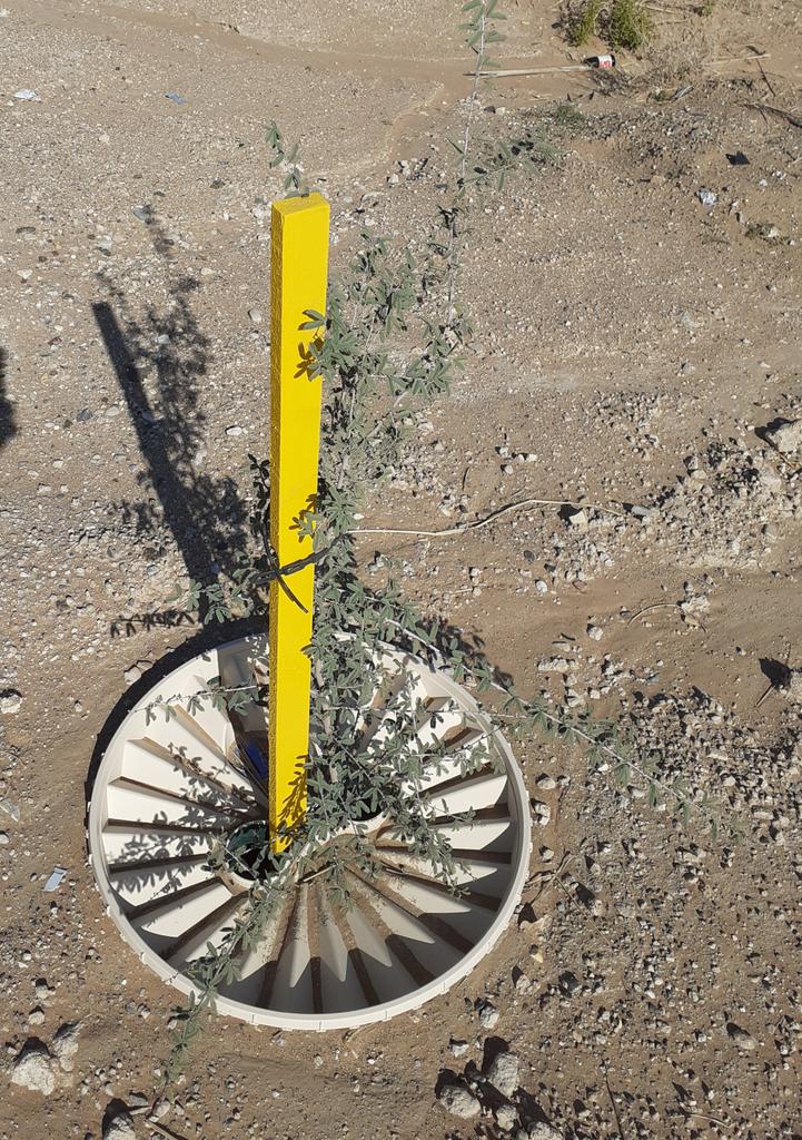 GroasisU's tweet image. Impressive plant growth of #ghaf in #AlAin #UAE in the last 3 months using #groasisu #groasis #waterboxx technology. Tried and tested #Sustainability #watersaving #treeplanting technology in #UAE