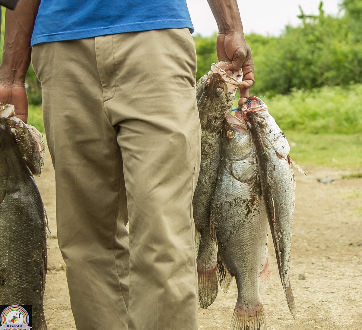 RusingaF's tweet photo. Traditionally, Mbita (The mainland to Rusinga Island) is the collection point for fish from as far as Mfangano, Remba, and Ringiti islands before they are transported to various destinations via Homa Bay.

#RusingaIsland #Abasuba #RICRAF
#MagicalKenya #TembeaKenya  #Mbita #Kenya https://t.co/JkrxhqbC4h