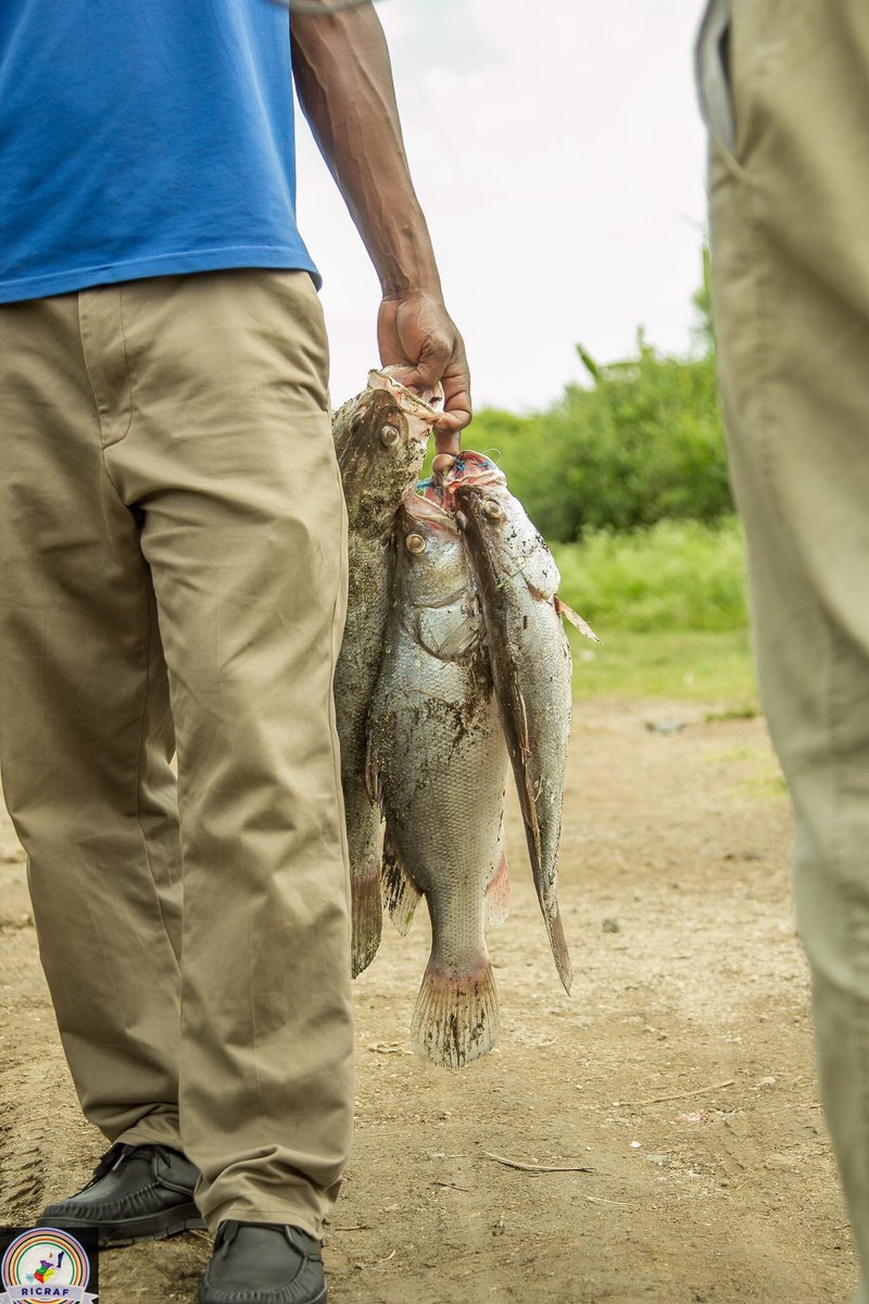 RusingaF's tweet photo. Traditionally, Mbita (The mainland to Rusinga Island) is the collection point for fish from as far as Mfangano, Remba, and Ringiti islands before they are transported to various destinations via Homa Bay.

#RusingaIsland #Abasuba #RICRAF
#MagicalKenya #TembeaKenya  #Mbita #Kenya https://t.co/JkrxhqbC4h