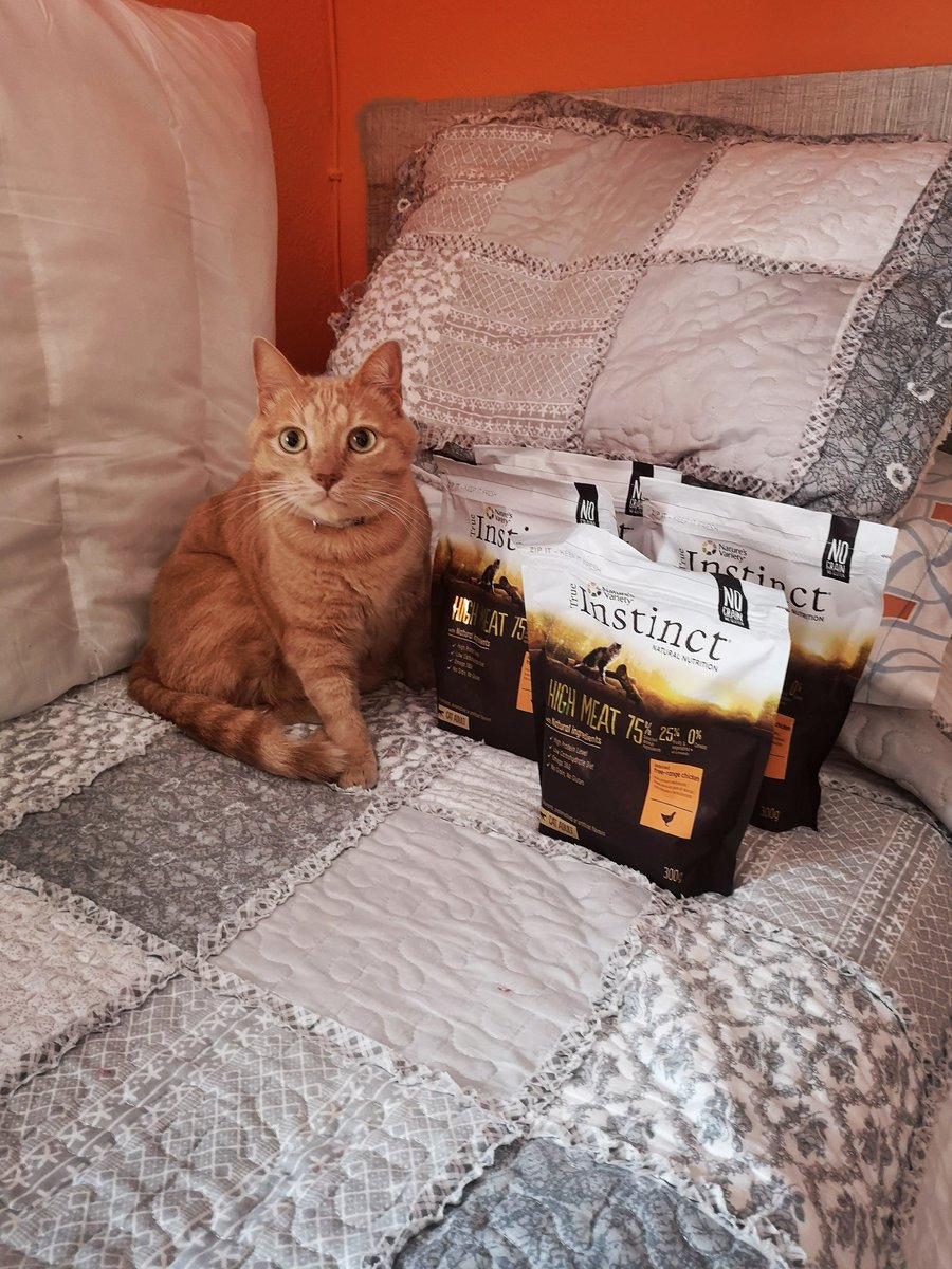 Aquiles posando como buena mascota influencer con su pienso "True Instinct". Muchas gracias! 😺 #NutriciónNaturalTI #TrueInstinctES